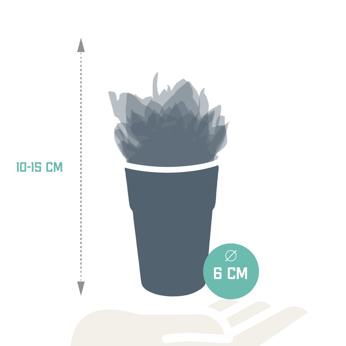 Sukkulenten – Ø 6 cm, 16 cm hoch
