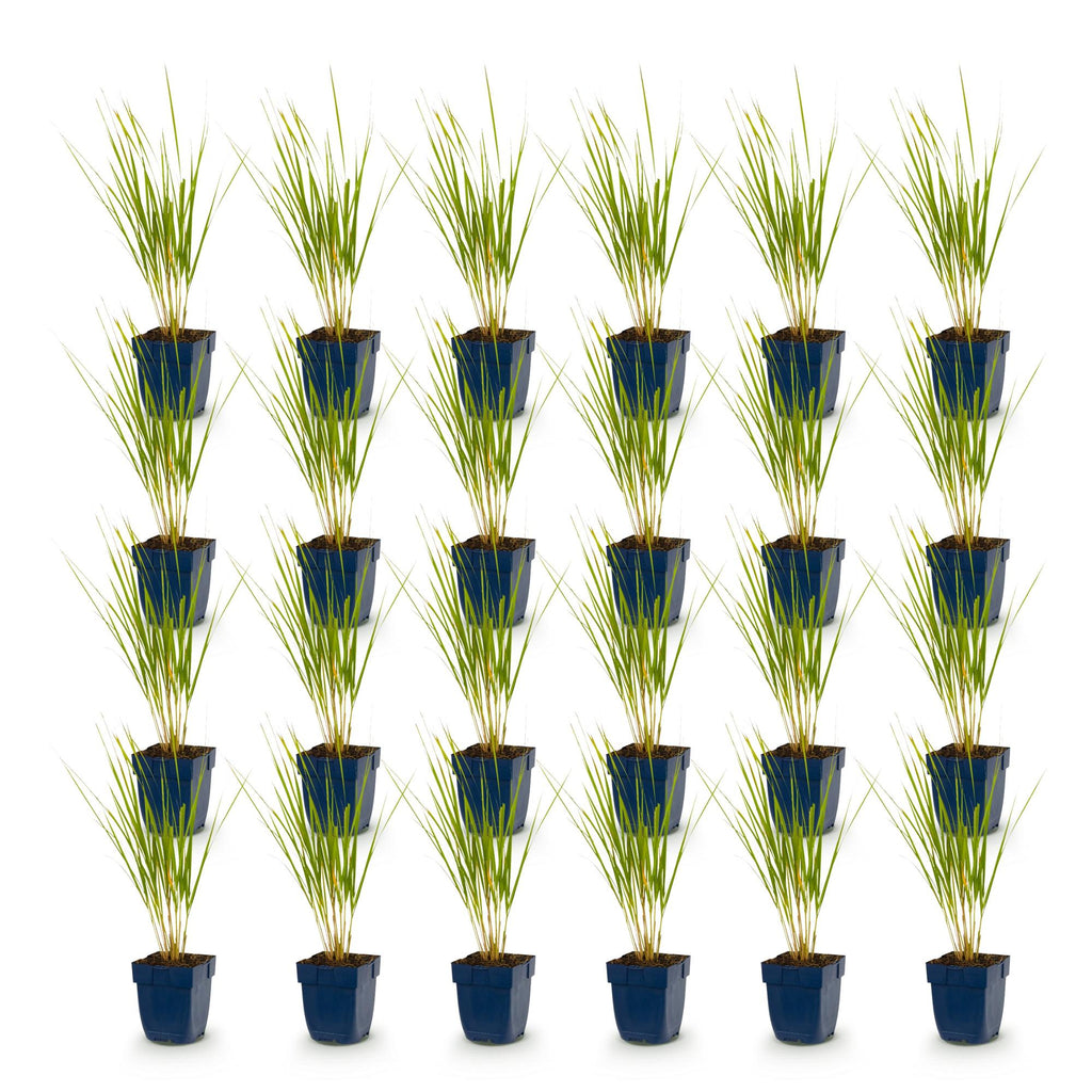 Calamagrostis 'Karl Foerster' (herbe de la Pampa) – 24 plants, Ø11 cm, 15–25 cm de haut – photo 2