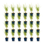 Calamagrostis 'Karl Foerster' (herbe de la Pampa) – 24 plants, Ø11 cm, 15–25 cm de haut