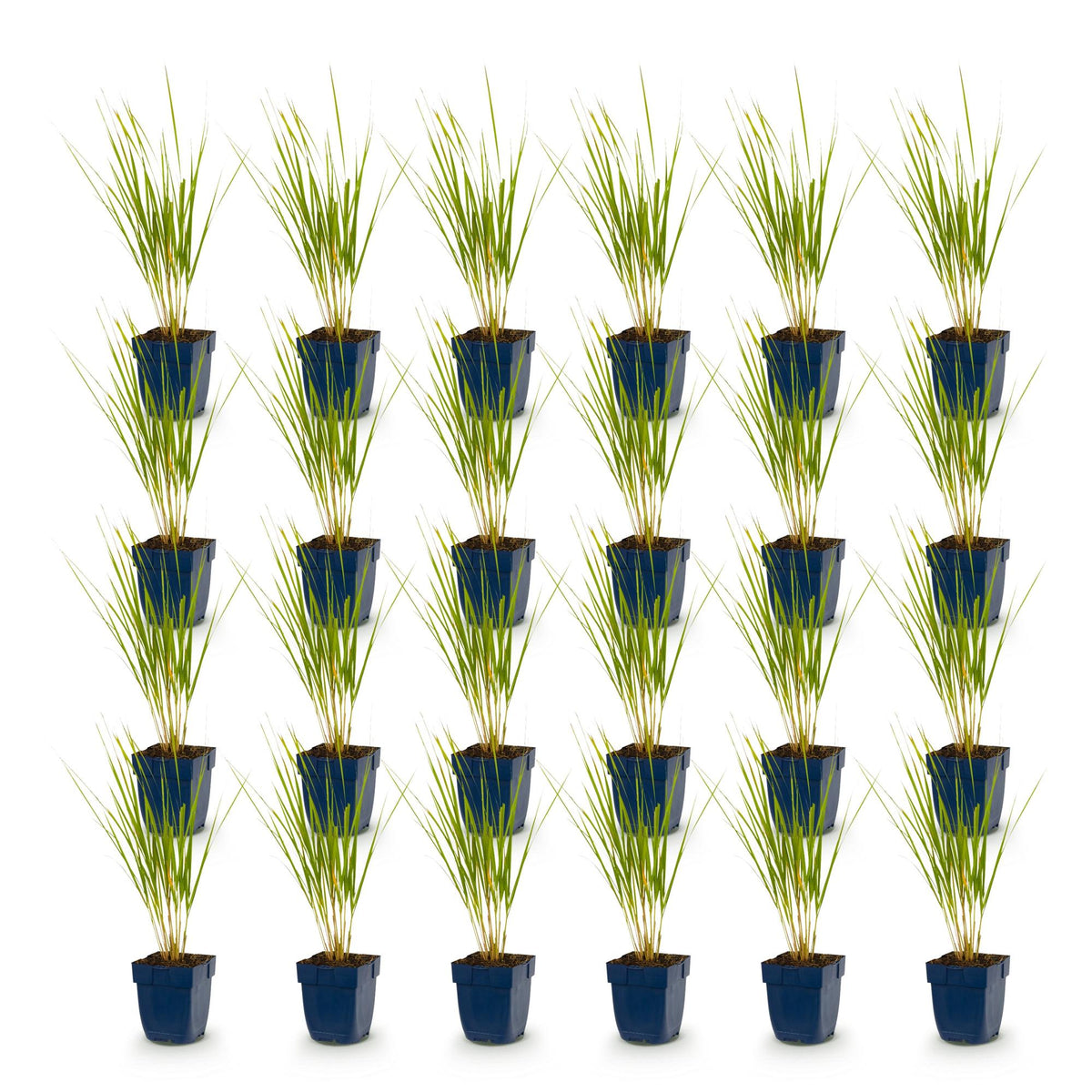 Calamagrostis 'Karl Foerster' (herbe de la Pampa) – 24 plants, Ø11 cm, 15–25 cm de haut – photo 2