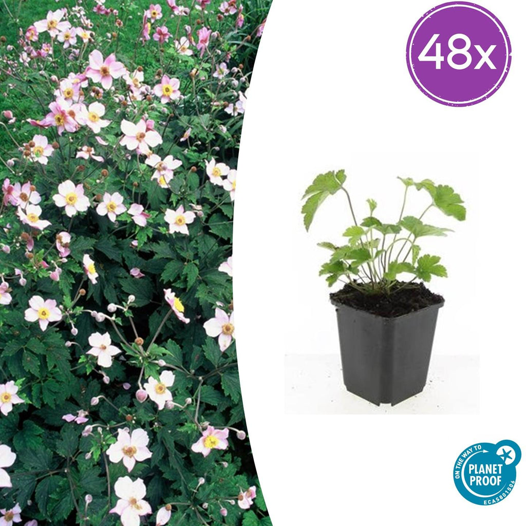 Anemone tom. 'Robustissima' (Herbstanemone) – 48 Pflanzen, Ø 9 cm, 10–25 cm hoch