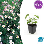 Anemone tom. 'Robustissima' (Herbstanemone) – 48 Pflanzen, Ø 9 cm, 10–25 cm hoch