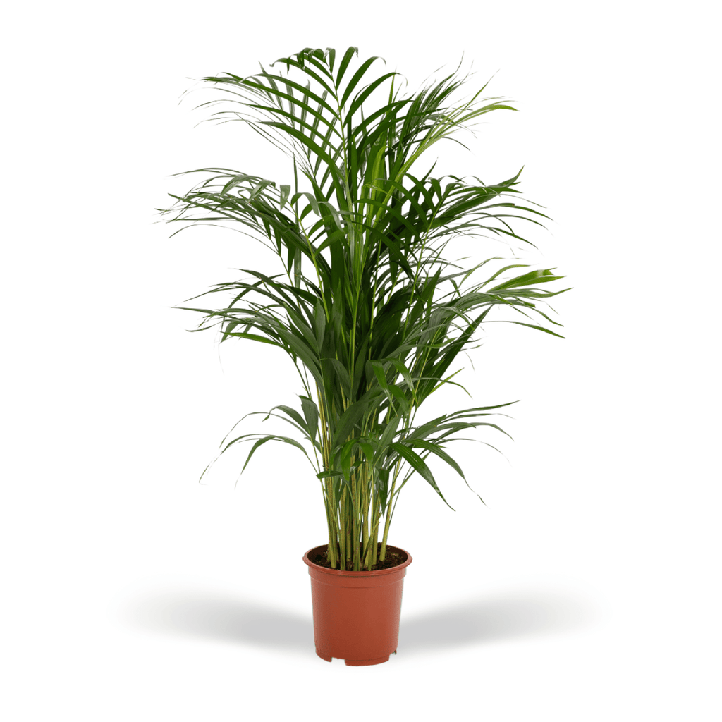 Areca palm (Dypsis) – Ø17 cm, 70 cm hoog