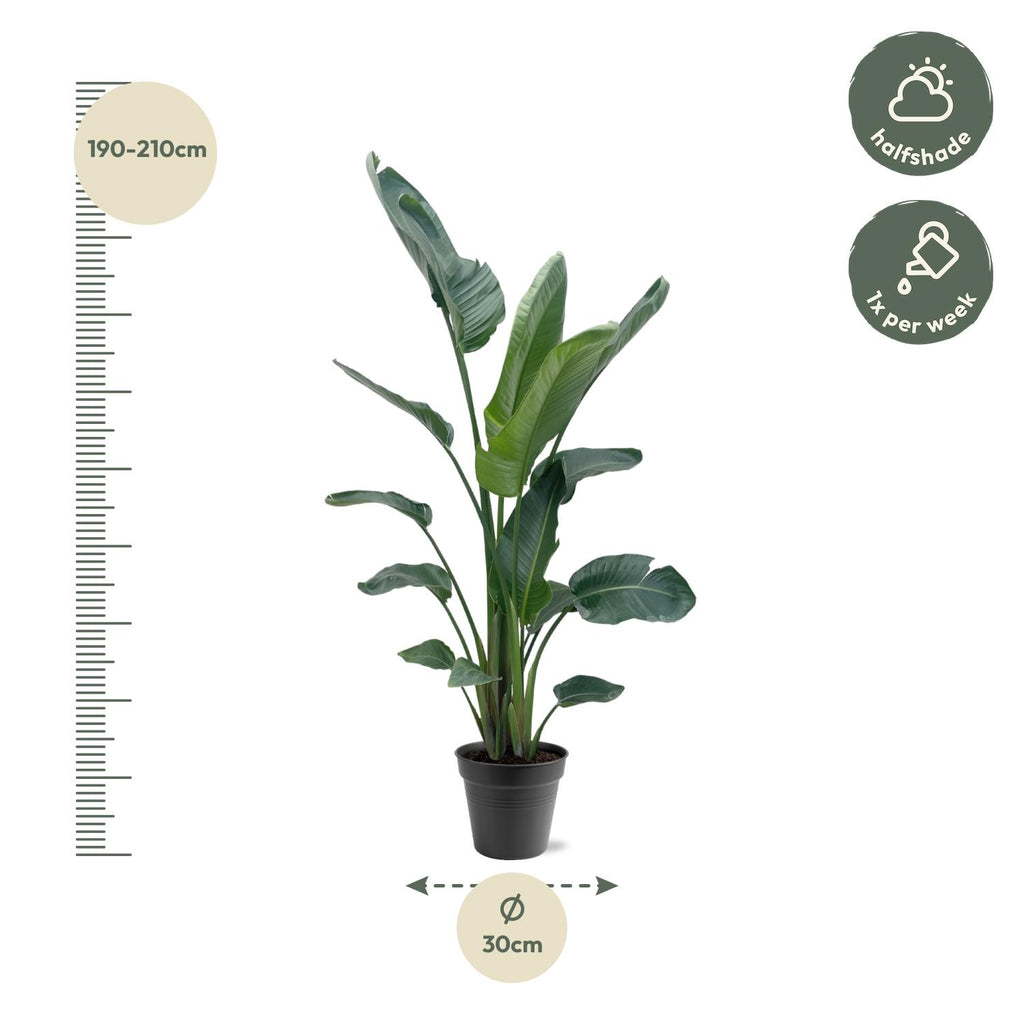 Strelitzia nicolai XXL (witte paradijsvogelbloem) – Ø34 cm, 225 cm hoog