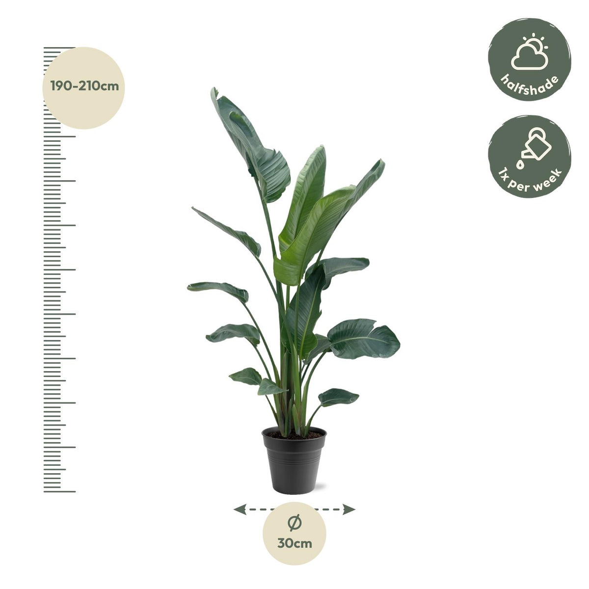 Strelitzia nicolai XXL (witte paradijsvogelbloem) – Ø34 cm, 225 cm hoog
