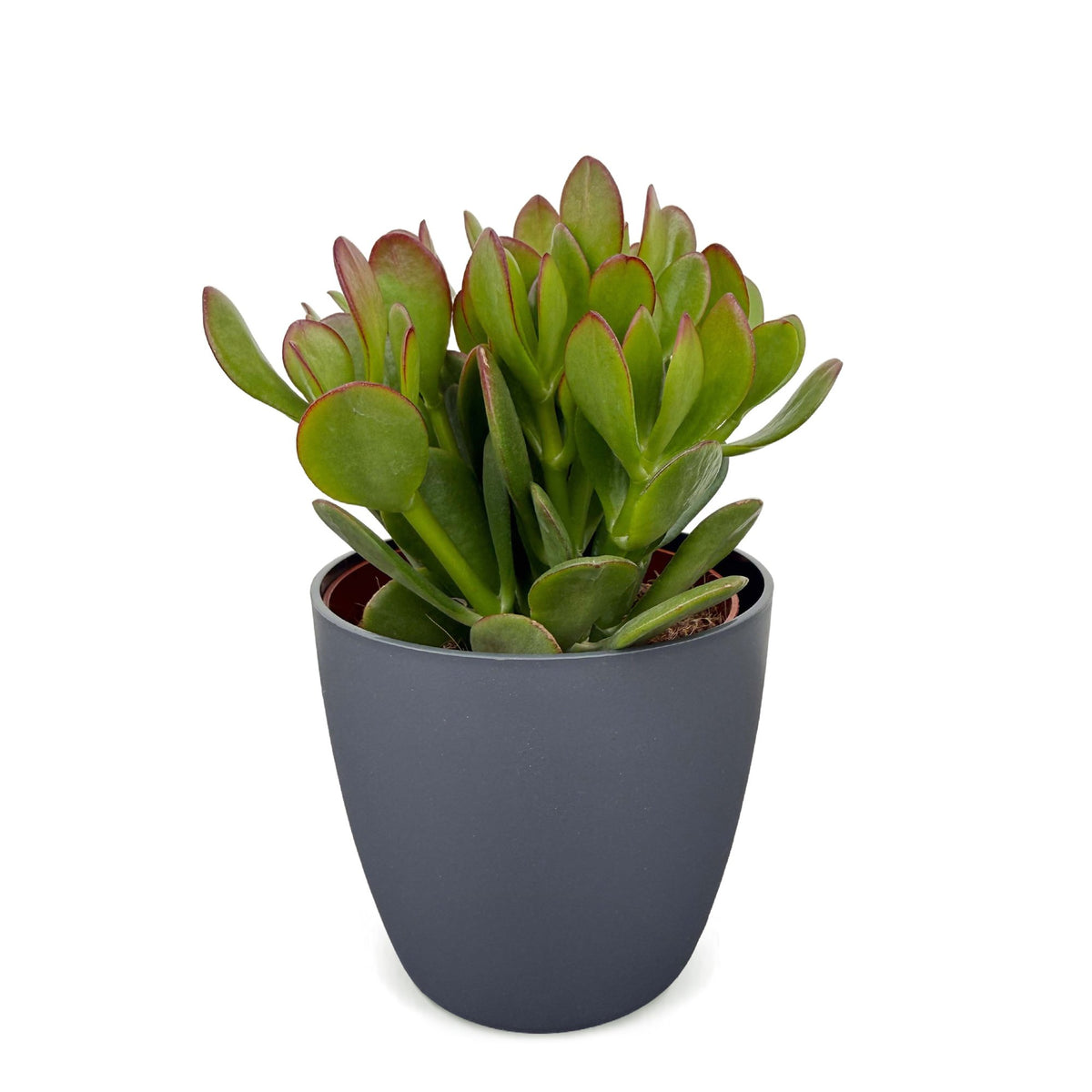 Crassula ovata (jadeplante) i grå potte – Ø12 cm, 16 cm høj – billede 2