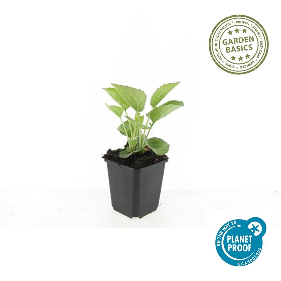 Echinacea p. 'Magnus' (coneflower) – 60 plants, Ø9 cm, 10–25 cm high – photo 5