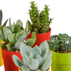 15× Mélange de cactus et plantes grasses (Cactaceae) – Ø6 cm, 13 cm de haut – pot en plastique coloré