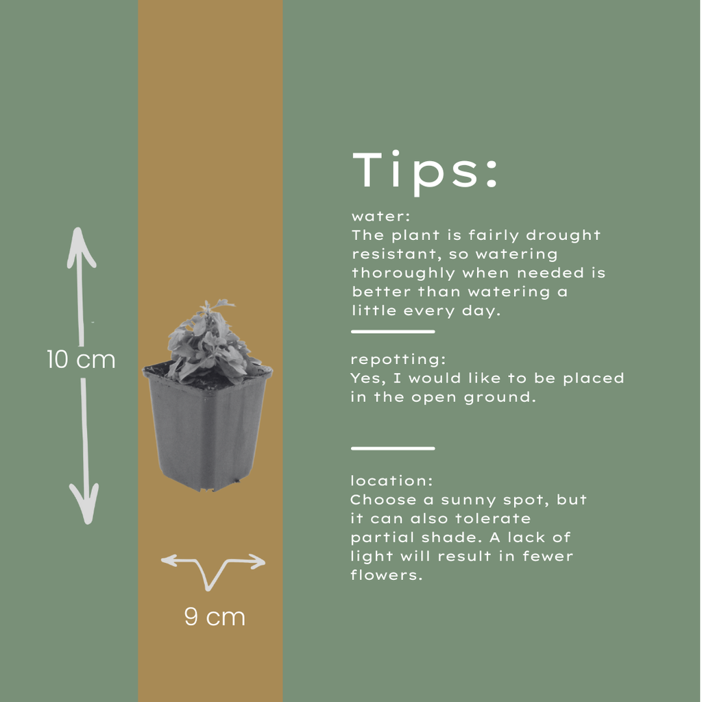 Erigeron karvinskianus (mexicansk bakkestjerne) – 48 planter, Ø9 cm, 10–25 cm høje – billede 6