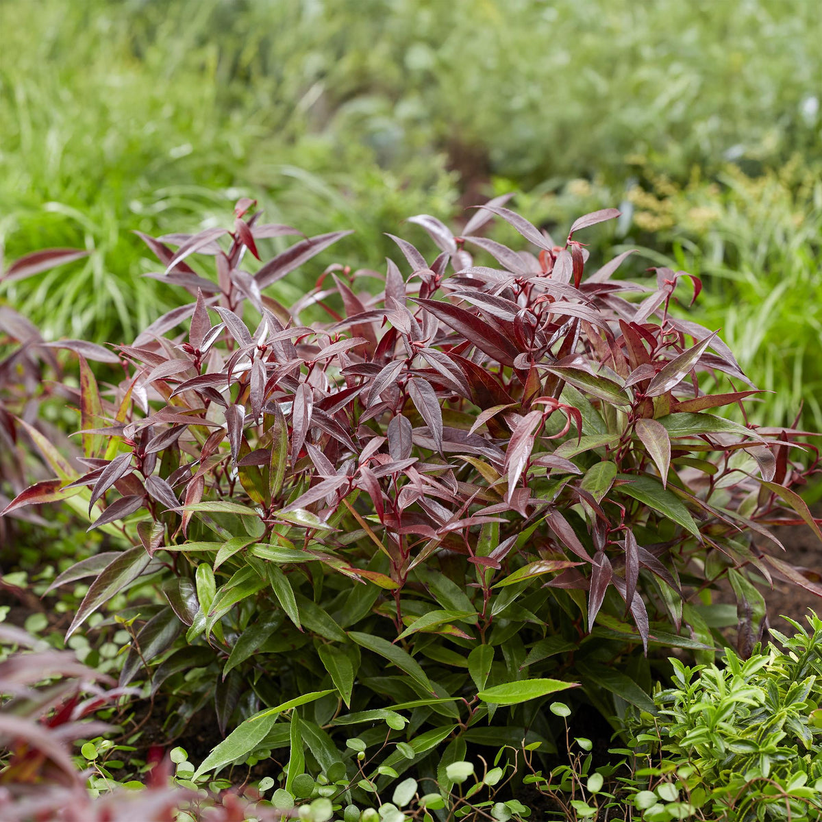Leucothoe 'Burning Love' – rot – Ø17 cm, 45 cm hoch – Bild 5