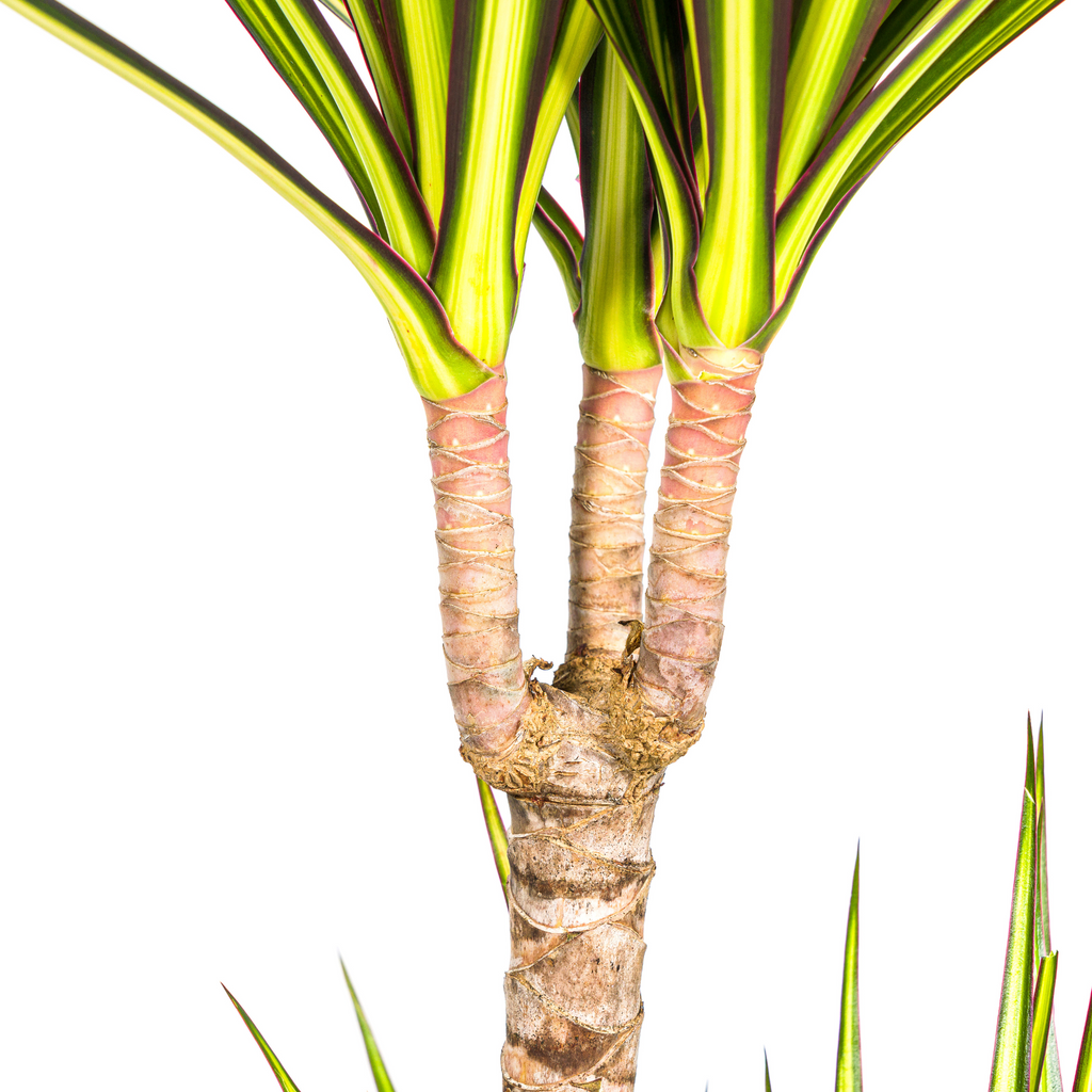Dracaena marginata Sunray (dragetræ) – Ø19 cm, 80–100 cm høj