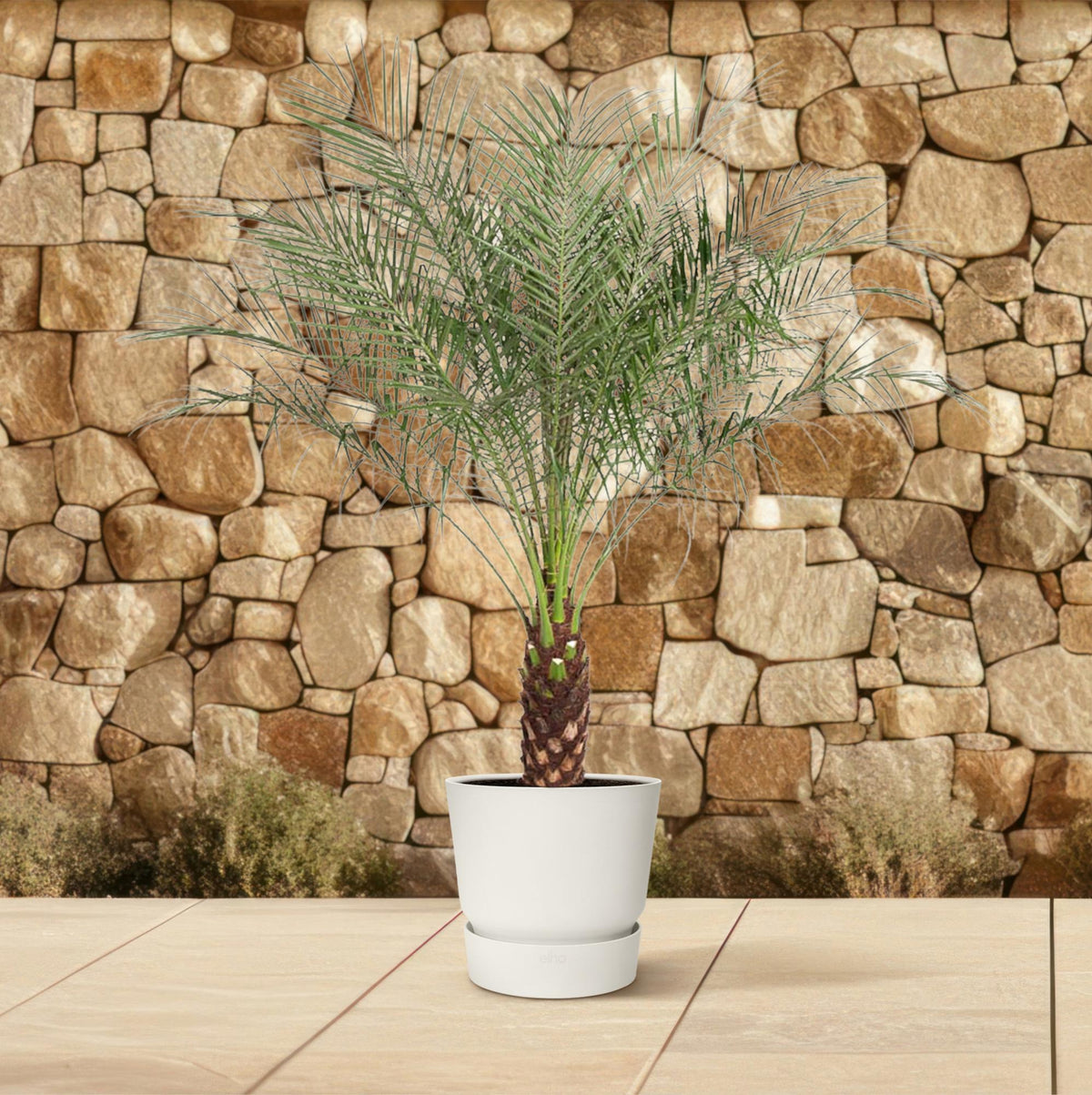 Phoenix Roebelenii (dvärgpalmdedel) – Ø27 cm, 140 cm hög