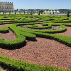 Buxus – 12 Pflanzen, Ø 13 cm, 30–35 cm hoch