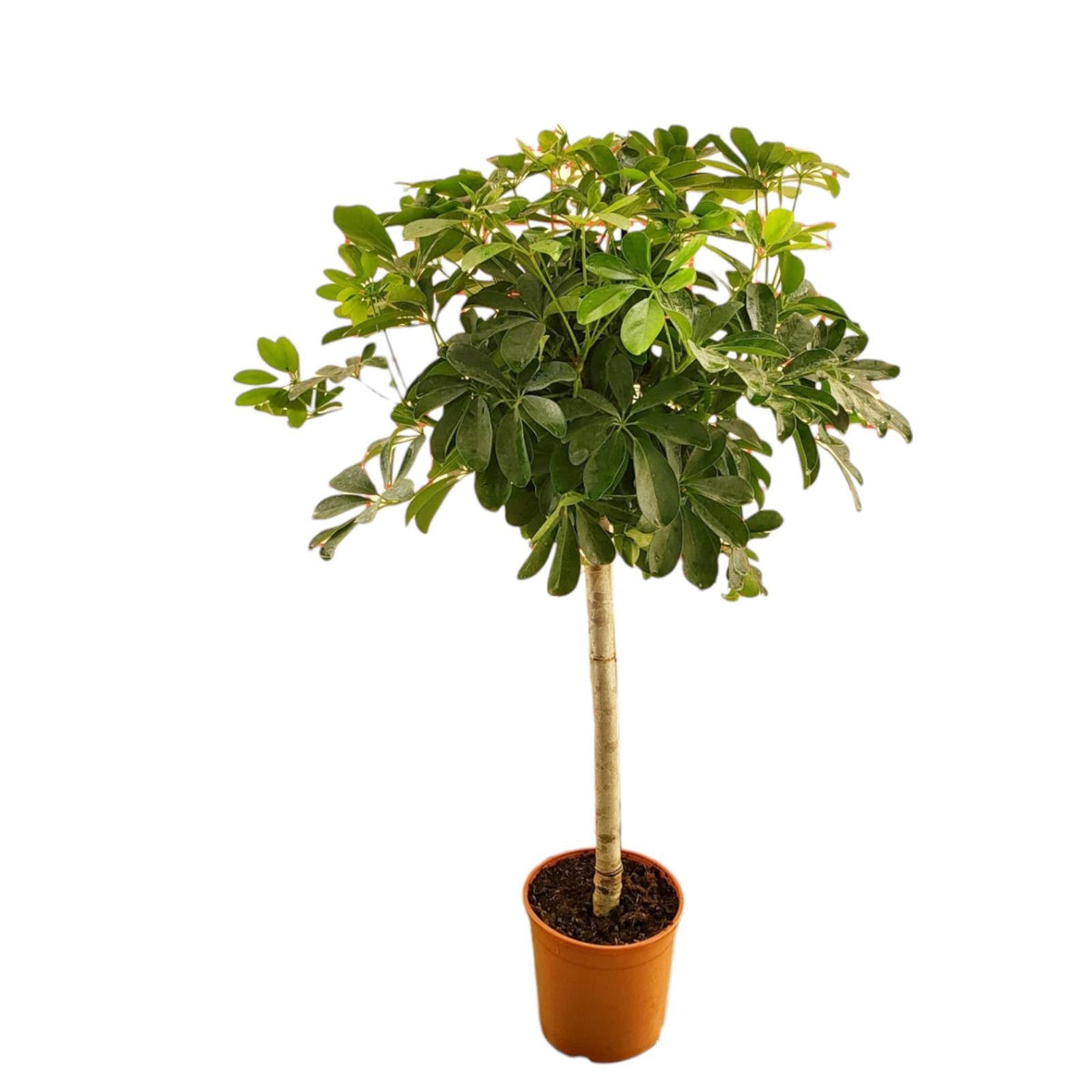 Schefflera på stam (fingerpalm) – Ø21 cm, 130 cm hög