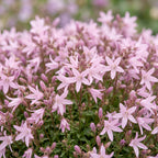 Campanula poscharskyana 'Lisduggan Variety' (peach blossom bellflower) – white – 3 plants, Ø11 cm, 15–25 cm tall