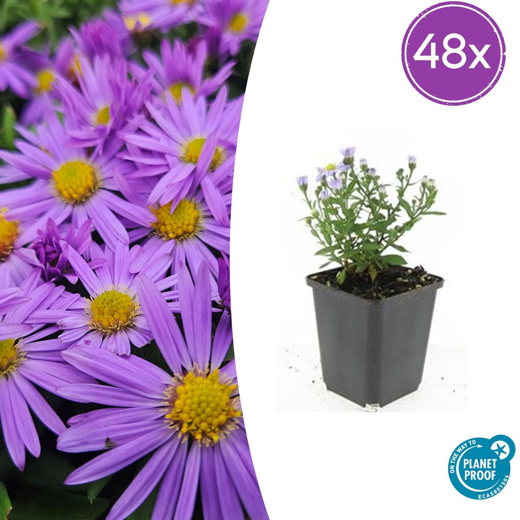Aster 'Prof. Anton Kippenberg' – 48 planter, Ø9 cm, 10–25 cm høje – billede 2