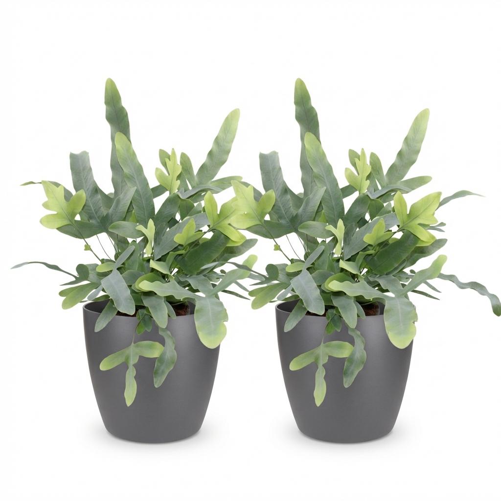 2× Phlebodium aureum Blue Star (fougère bleue) en pot décoratif gris – Ø12 cm, 25 cm de haut