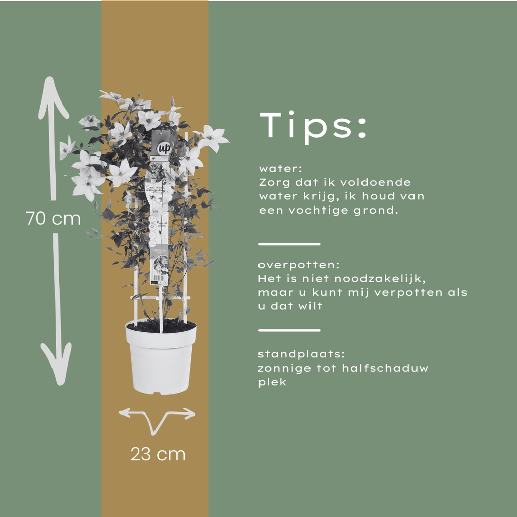 Clematis 'Garland Tsukiko' (Waldrebe) – Ø23 cm – Bild 6