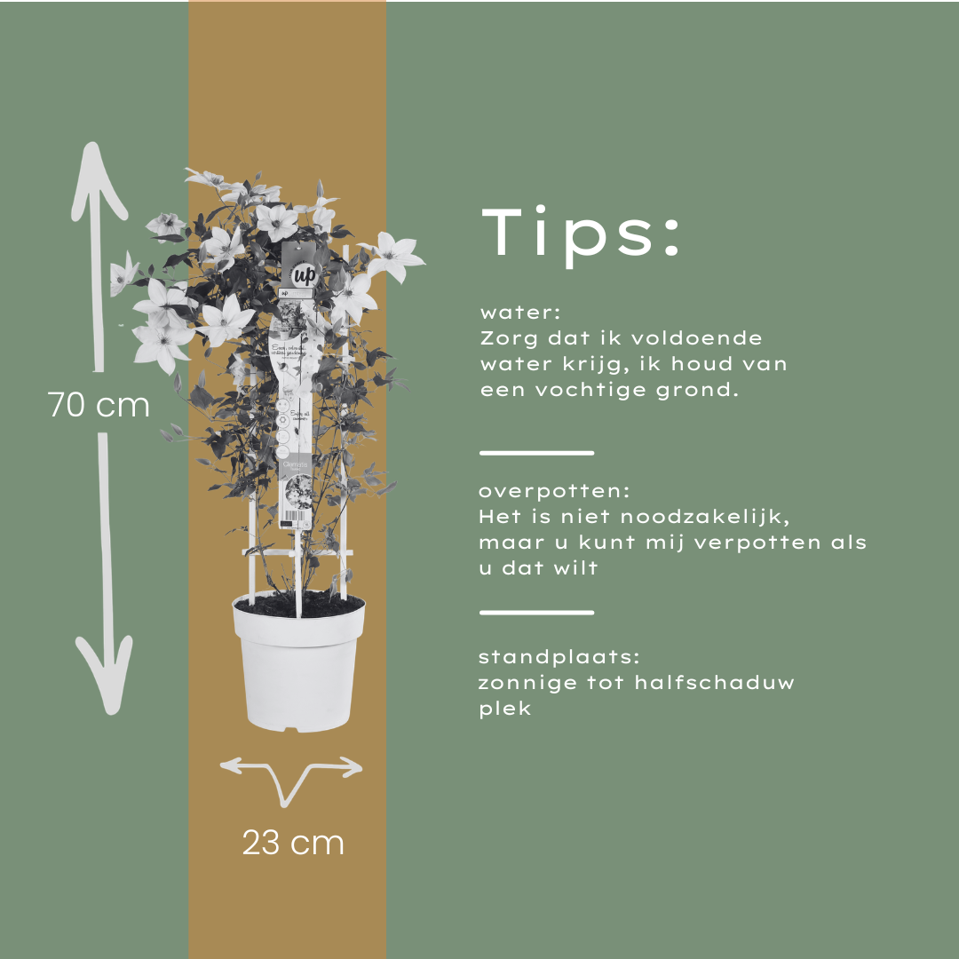 Clematis 'Garland Tsukiko' (Waldrebe) – Ø23 cm – Bild 6