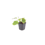 Brunnera macrophylla (Caucasian forget-me-not) – 12 plants, Ø9 cm, 10–25 cm high