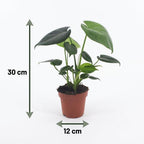 2× Monstera deliciosa (gatenplant) met zeegras mand – Ø12 cm, 30 cm hoog