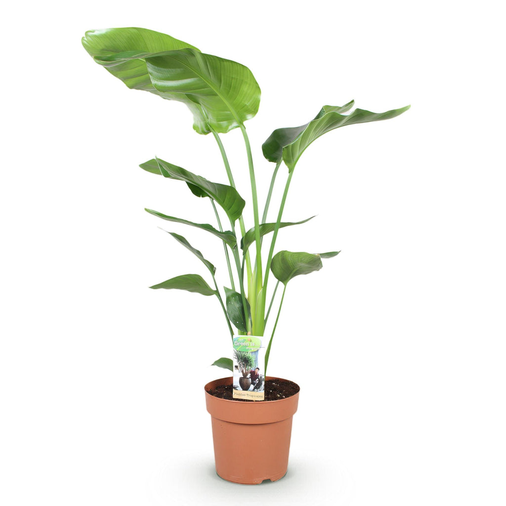 Stelitzia nicolai (Strelitzia) – Ø21 cm, 110–120 cm hoog