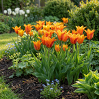 Tulpe 'Vendeeglobe' – 96 Blumenzwiebeln (Zwiebelgröße 11/12)