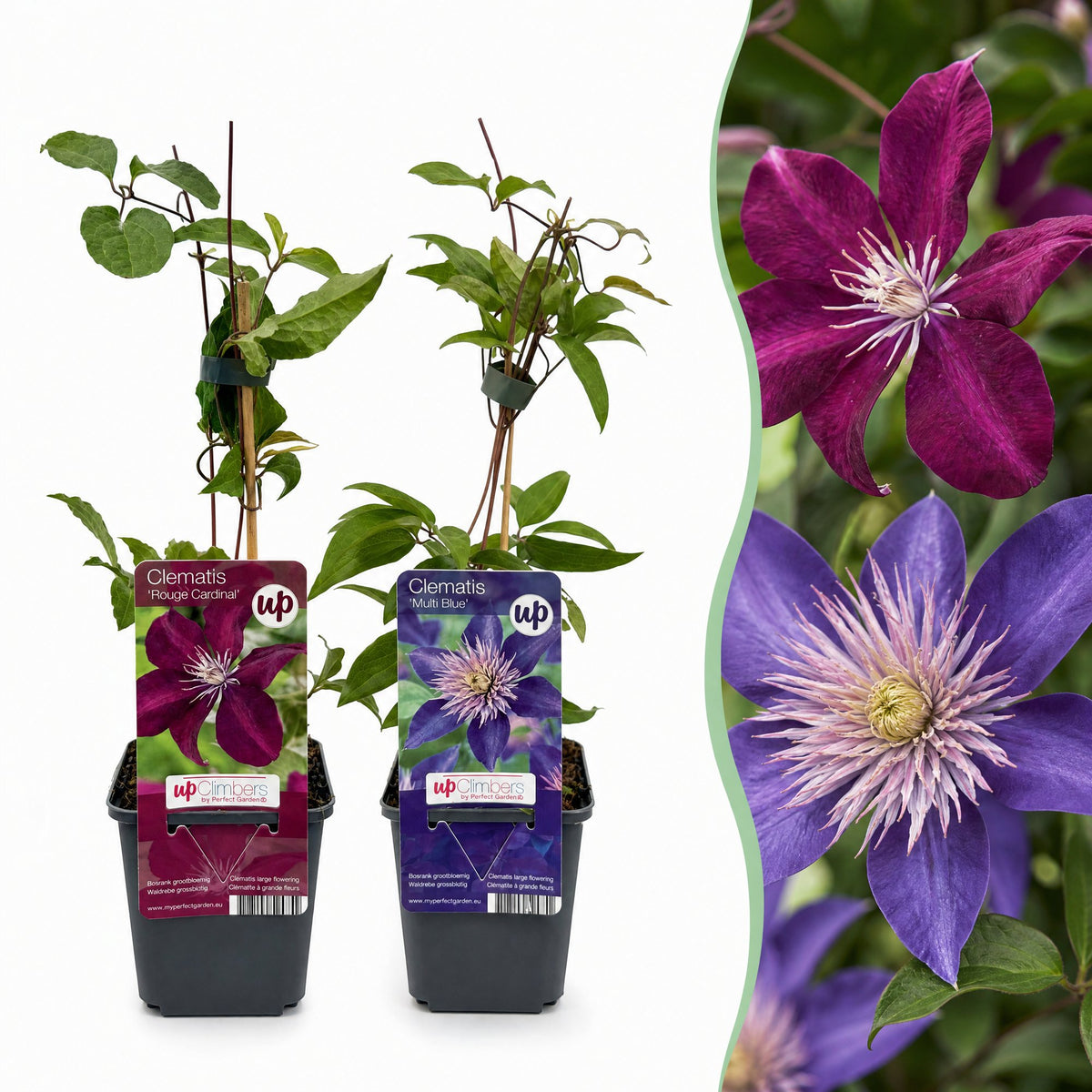 Clematis 'Duo Blue & Red' (bosrank) – blauw-rood – 4 planten, Ø9 cm, 35 cm hoog
