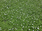 Isotoma fluviatilis 'Alba-' (blaue Teppichpflanze) – 6 Pflanzen, Ø9 cm, 10–25 cm hoch
