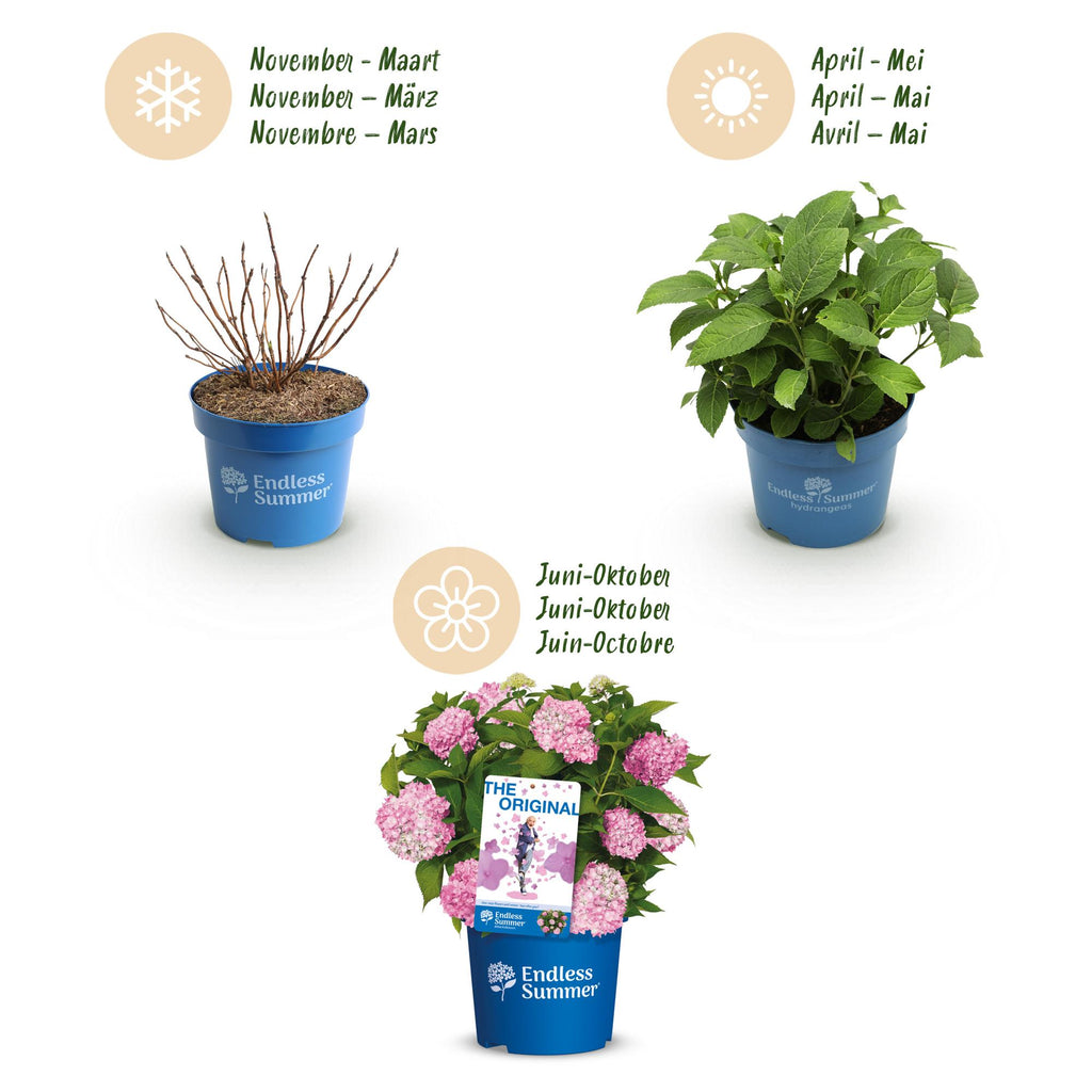 Hydrangea 'Endless Summer The Original Pink' (Hortensie) – rosa – Ø 14 cm, 20–25 cm hoch – Bild 4