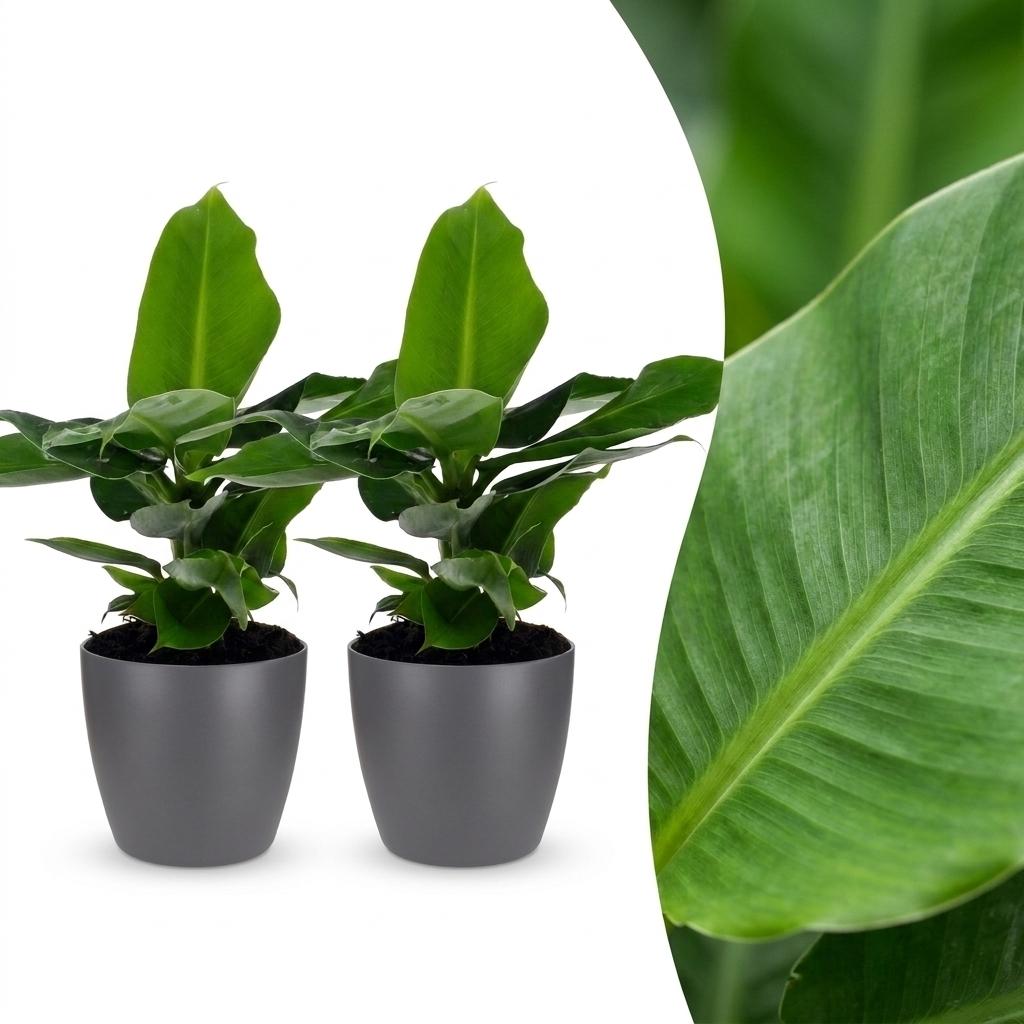 2× Musa Oriental Dwarf (Bananenpflanze) im grauen Pflanzgefäß – Ø 12 cm, 30 cm hoch