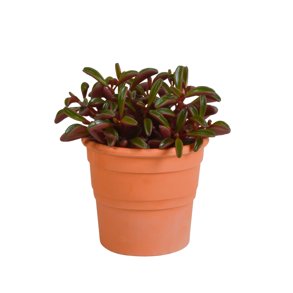 Peperomia graveolens in terracotta pot – Ø11 cm, 20 cm hoog