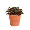 Peperomia graveolens in terracotta pot – Ø11 cm, 20 cm hoog