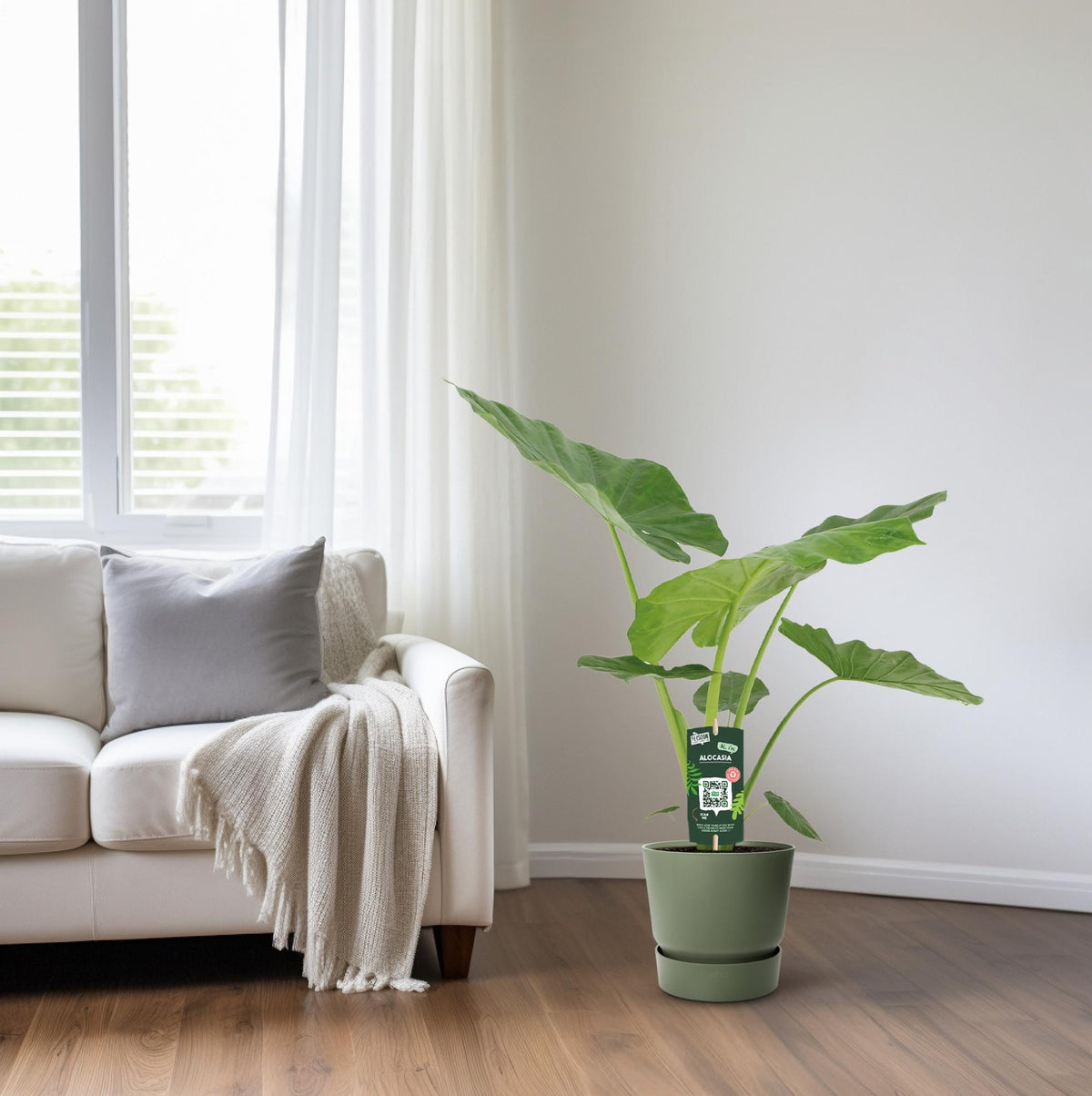 Alocasia Macrorrhiza (elefantøre) – Ø19 cm, 70 cm høj