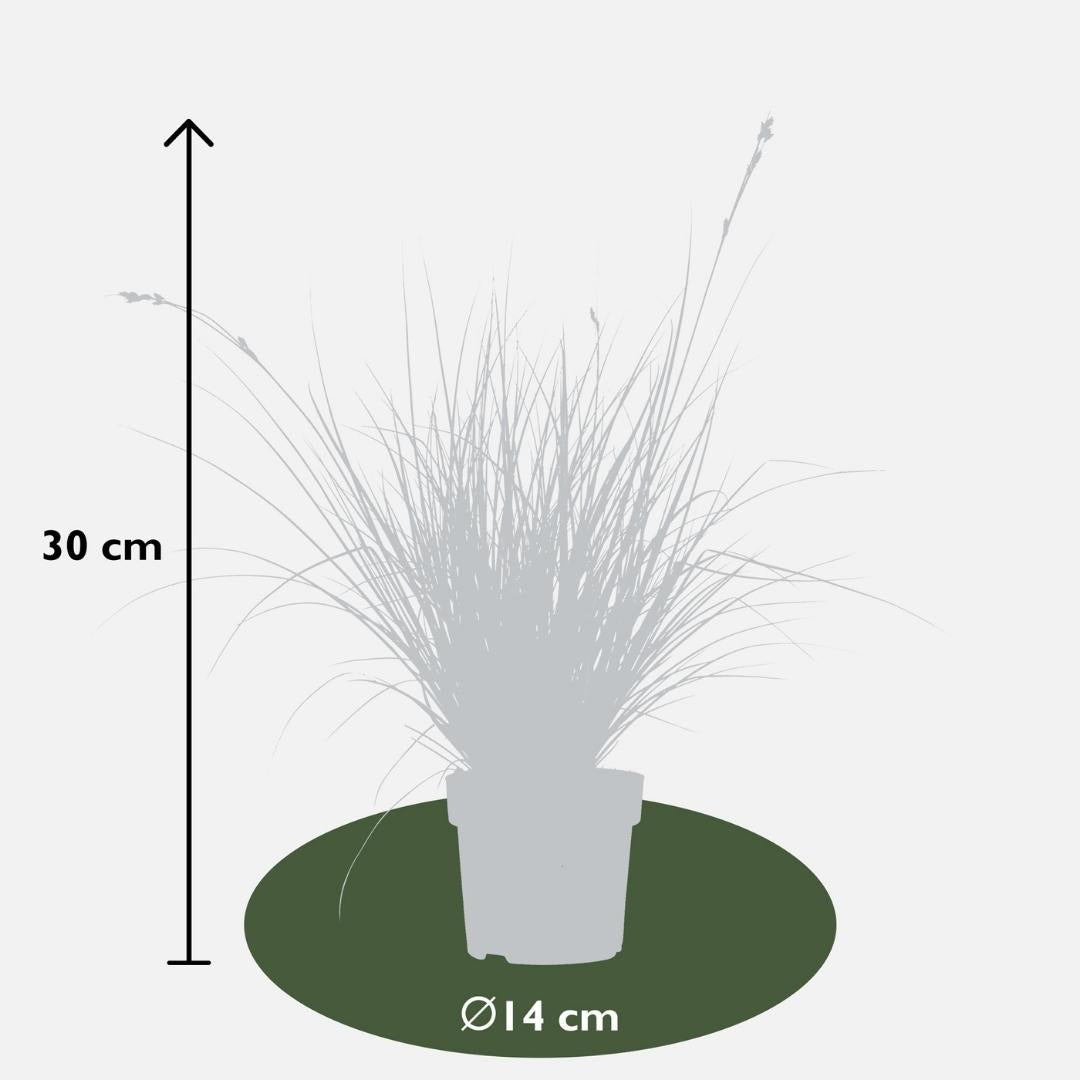 Carex brunnea variegata (Segge) – 6 Pflanzen, Ø14 cm, 25 cm hoch – Bild 4