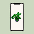 Epipremnum aureum (scindapsus) – Ø12 cm, 20 cm høj