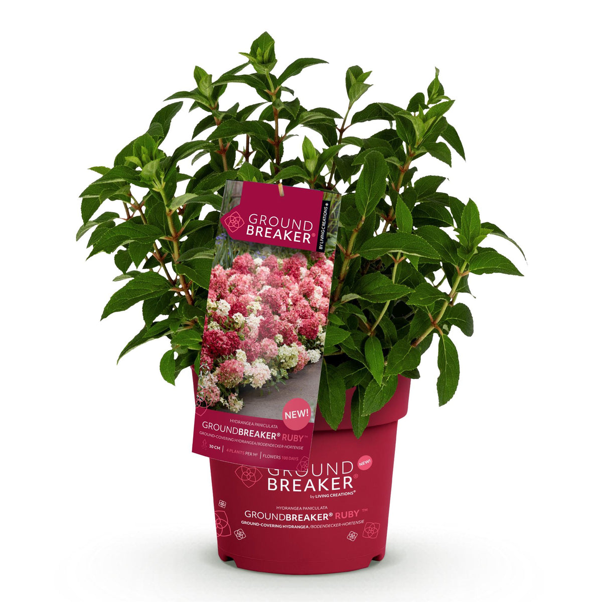 Hydrangea panniculata 'Groundbreaker Ruby' (pluimhortensia) – rood – Ø14 cm, 20–25 cm hoog