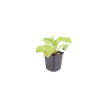 Digitalis purpurea (digitale pourpre) – 60 plants, Ø9 cm, 10–25 cm de haut