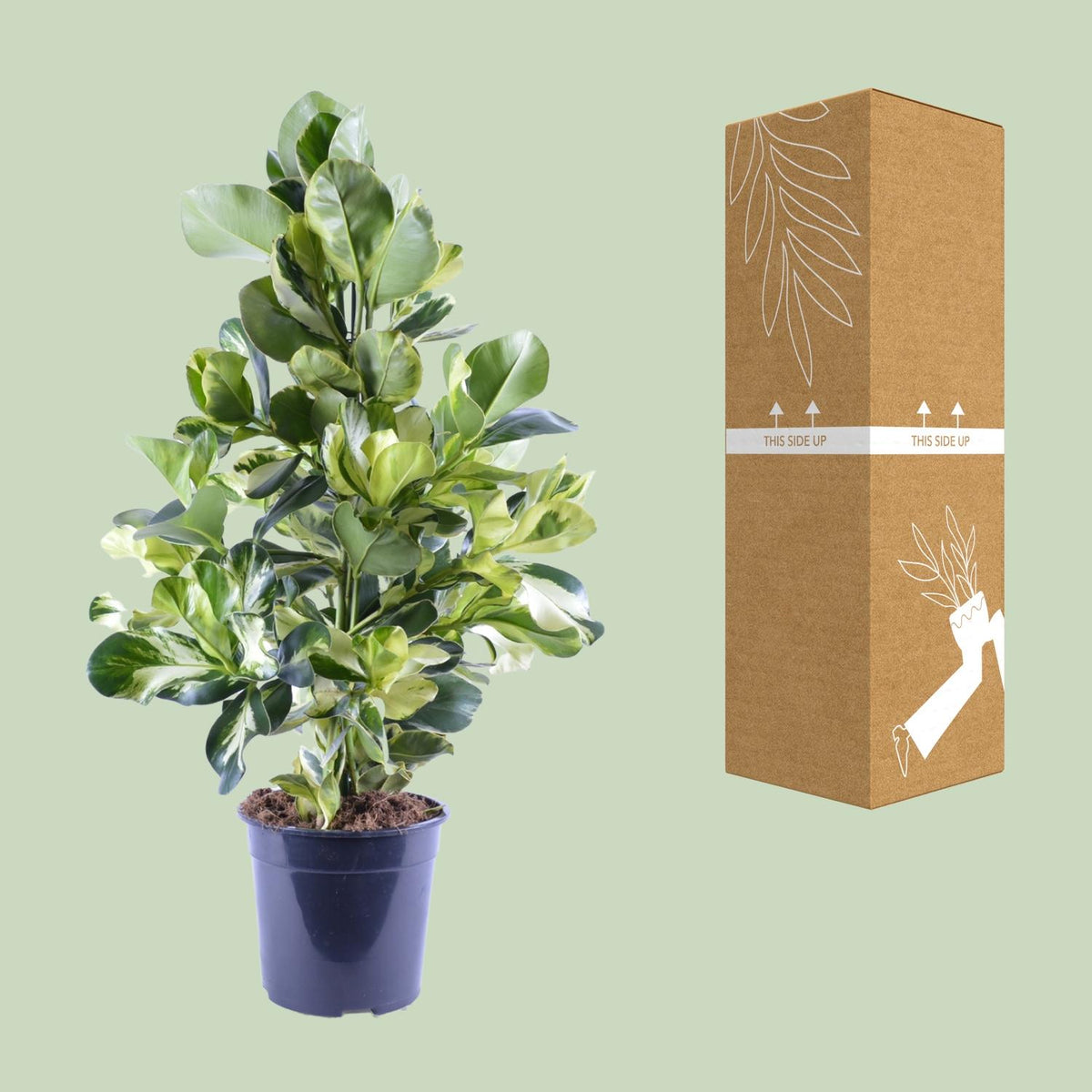 Clusia Rosea White Star – Ø 24 cm, 95 cm hoch