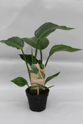 Strelitzia nicolai (oiseau de paradis blanc) – Ø13 cm, 35 cm de haut