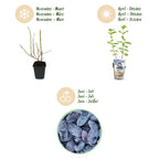 Lonicera caerulea 'Kamtschatica' (Maibeere) – 6 Pflanzen, Ø 9 cm, 35 cm hoch