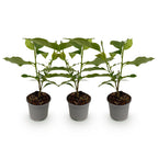 Magnolia stellata – weiß – 3 Pflanzen, Ø 12 cm, 30 cm hoch