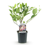 Magnolie 'Soulangiana' (Blüten hellrosa) – Ø 17 cm, 45 cm hoch