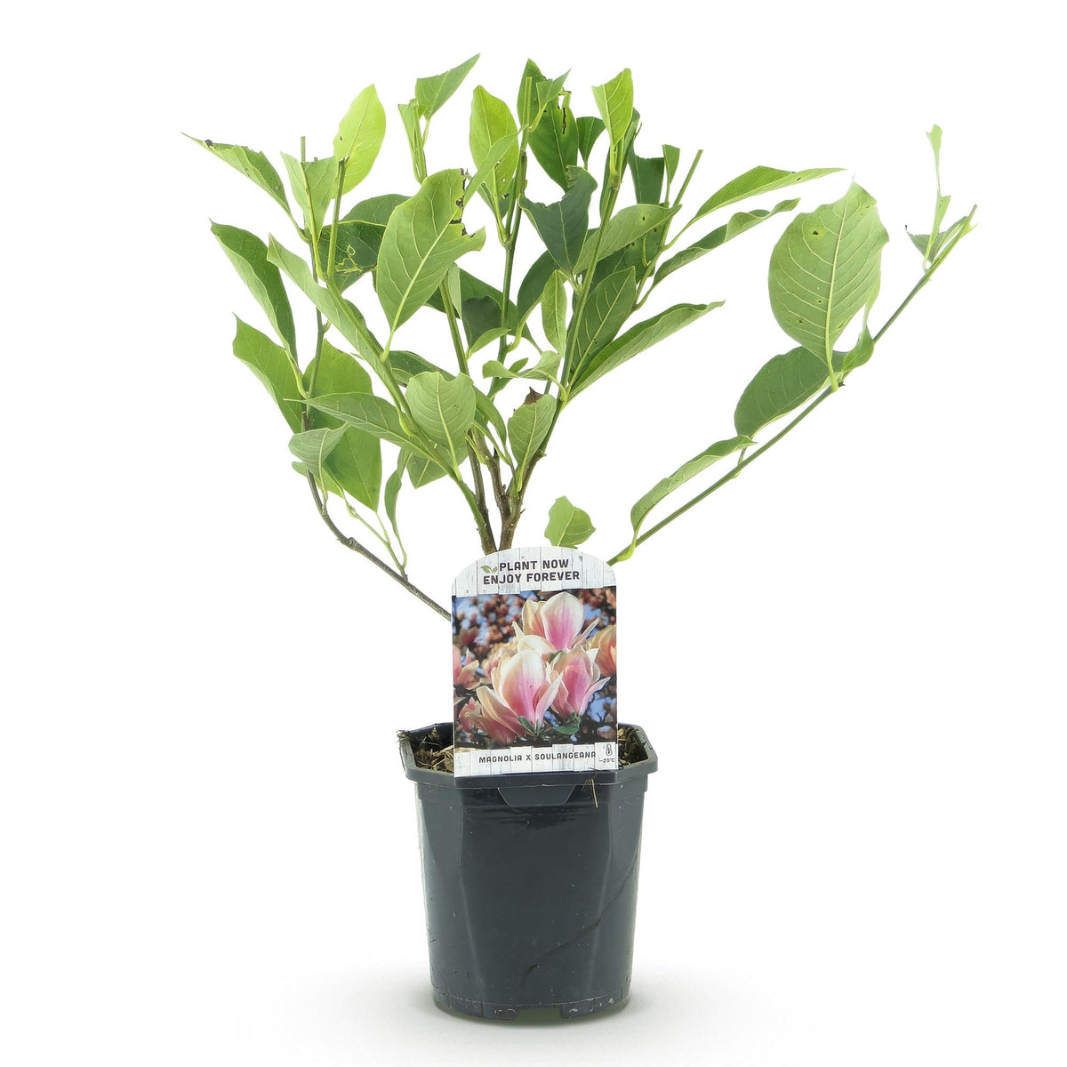 Magnolie 'Soulangiana' (Blüten hellrosa) – Ø 17 cm, 45 cm hoch – Bild 2