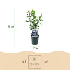 Hibiscus syriacus 'Oiseau Blue' (tropical hibiscus) – blue – Ø17 cm, 45 cm high