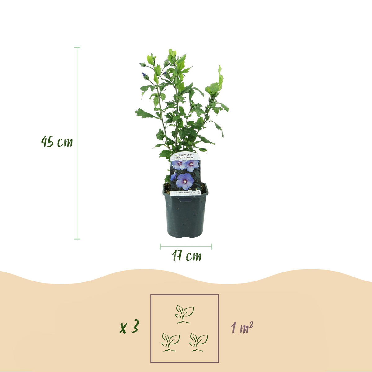 Hibiscus syriacus 'Oiseau Blue' (tropical hibiscus) – blue – Ø17 cm, 45 cm high – photo 3