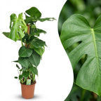Monstera deliciosa (hulplant) – Ø19 cm, 90 cm høj