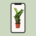 Zamioculcas zamiifolia (Glücksfeder) – Ø 12 cm, 40 cm hoch