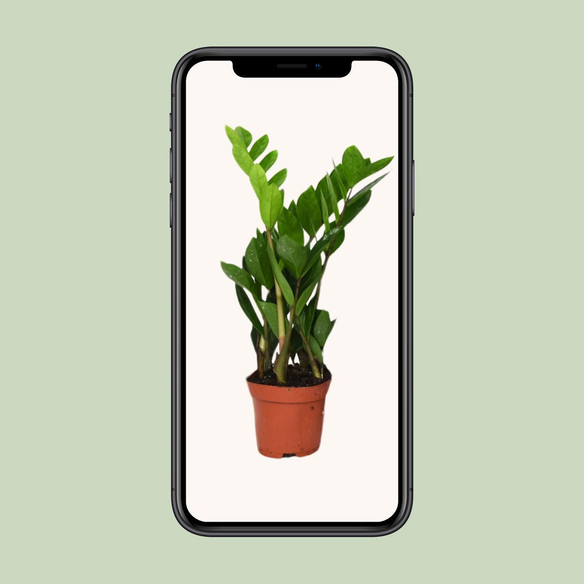 Zamioculcas zamiifolia (zz-plant) – Ø12 cm, 40 cm hoog