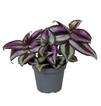 Tradescantia Zebra Pink Joy – Ø6 cm, 5 cm de haut